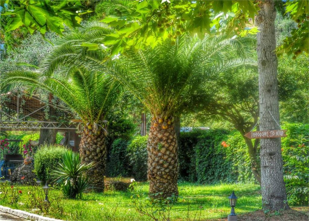 Aneton Apart otel Chrysi Ammoudia Dış mekan fotoğraf